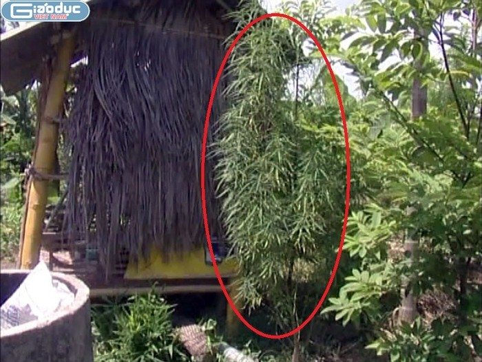 Đối tượng Nguyễn Thị Lý ở Thủy Nguyên, Hải Phòng đã trồng hàng chục cây cần sa trong vườn nhà mình xen lẫn với các loại cây ăn quả để hòng che mặt lực lượng chức năng